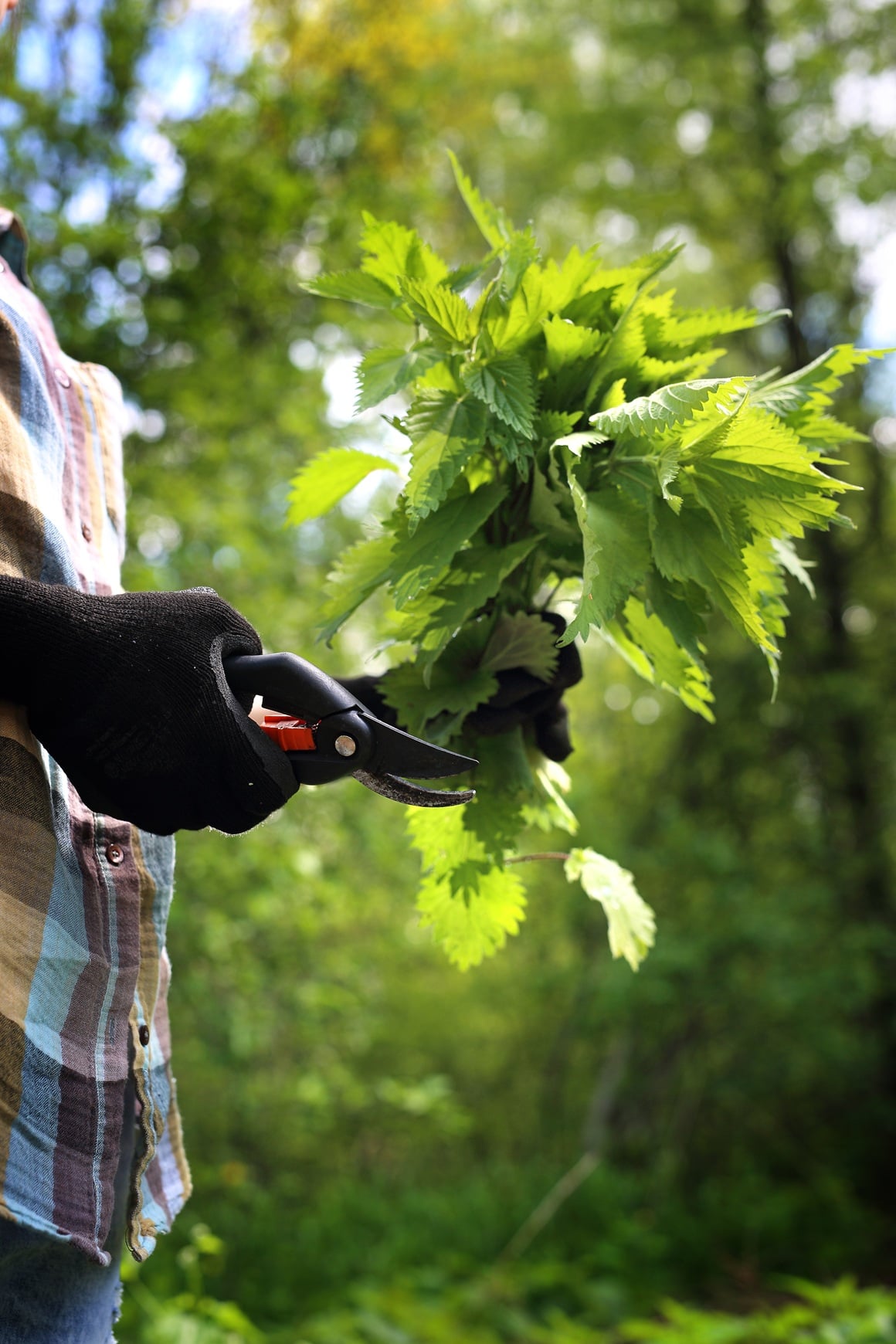 kopriva je jedan od najnježnijih saveznika naše krvi