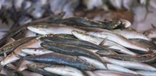 sardine i inćuni male su, masne ribe koje možete jesti svježe ili konzervirane, no razlikuju se po okusu, teksturi i načinu pripreme