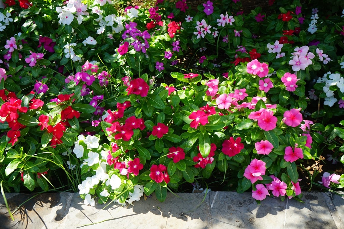 Cvijet vinke - slike