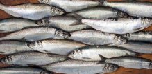 Haringa je mala riba slična sardinama, ali također bogata vitaminom D