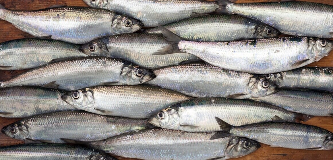 Haringa je mala riba slična sardinama, ali također bogata vitaminom D