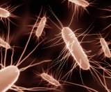Infekcija bakterijom Clostridioides difficile (C. difficile) može biti izuzetno ozbiljna, osobito kod starijih i oslabljenih osoba