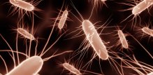 Infekcija bakterijom Clostridioides difficile (C. difficile) može biti izuzetno ozbiljna, osobito kod starijih i oslabljenih osoba
