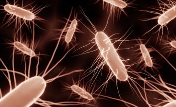 Infekcija bakterijom Clostridioides difficile (C. difficile) može biti izuzetno ozbiljna, osobito kod starijih i oslabljenih osoba