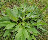 Kiselica - ljekovitost