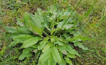 Kiselica - ljekovitost