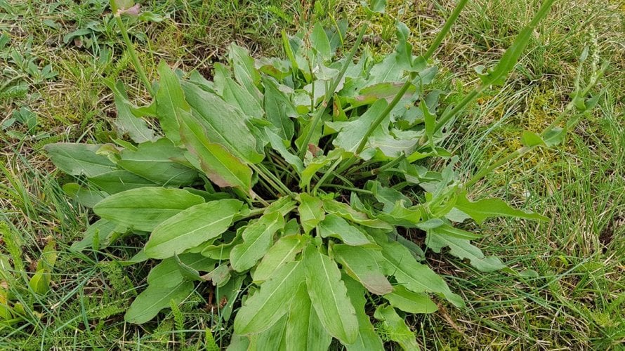 Kiselica - ljekovitost