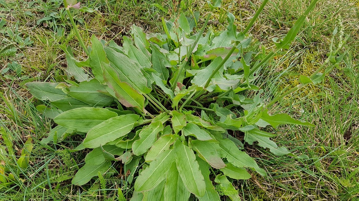 Kiselica - ljekovitost