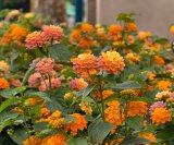 Lantana cvijet