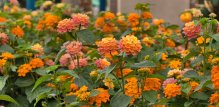 Lantana cvijet