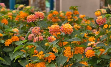 Lantana cvijet
