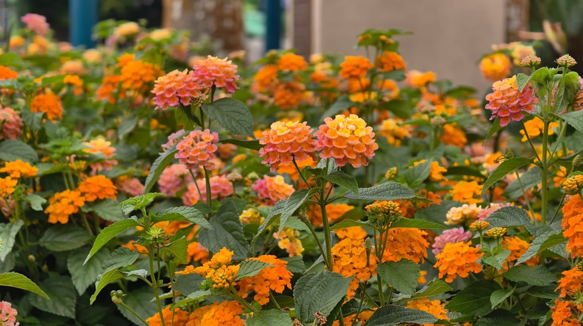 Lantana cvijet