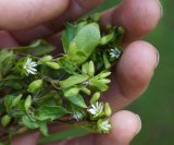 Mišjakinja - ljekovitost