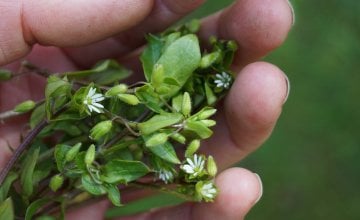 Mišjakinja - ljekovitost