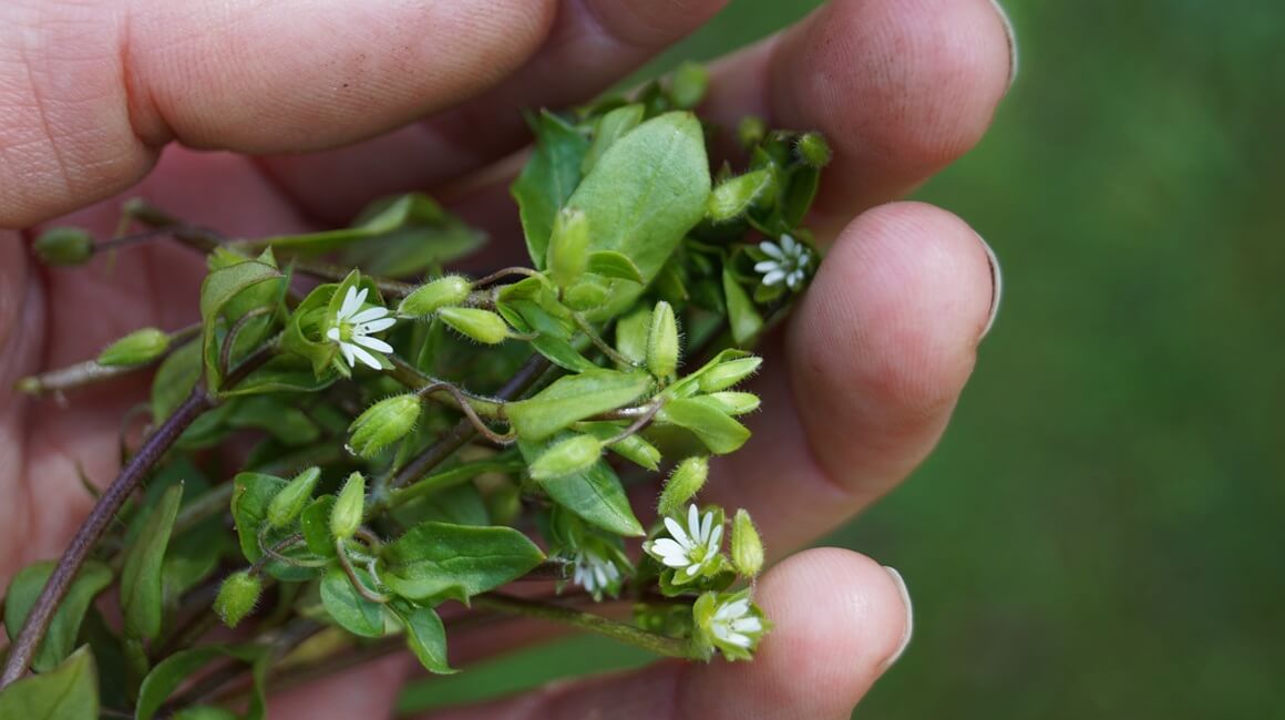Mišjakinja - ljekovitost