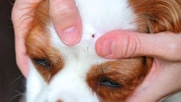 Piroplazmoza kod pasa