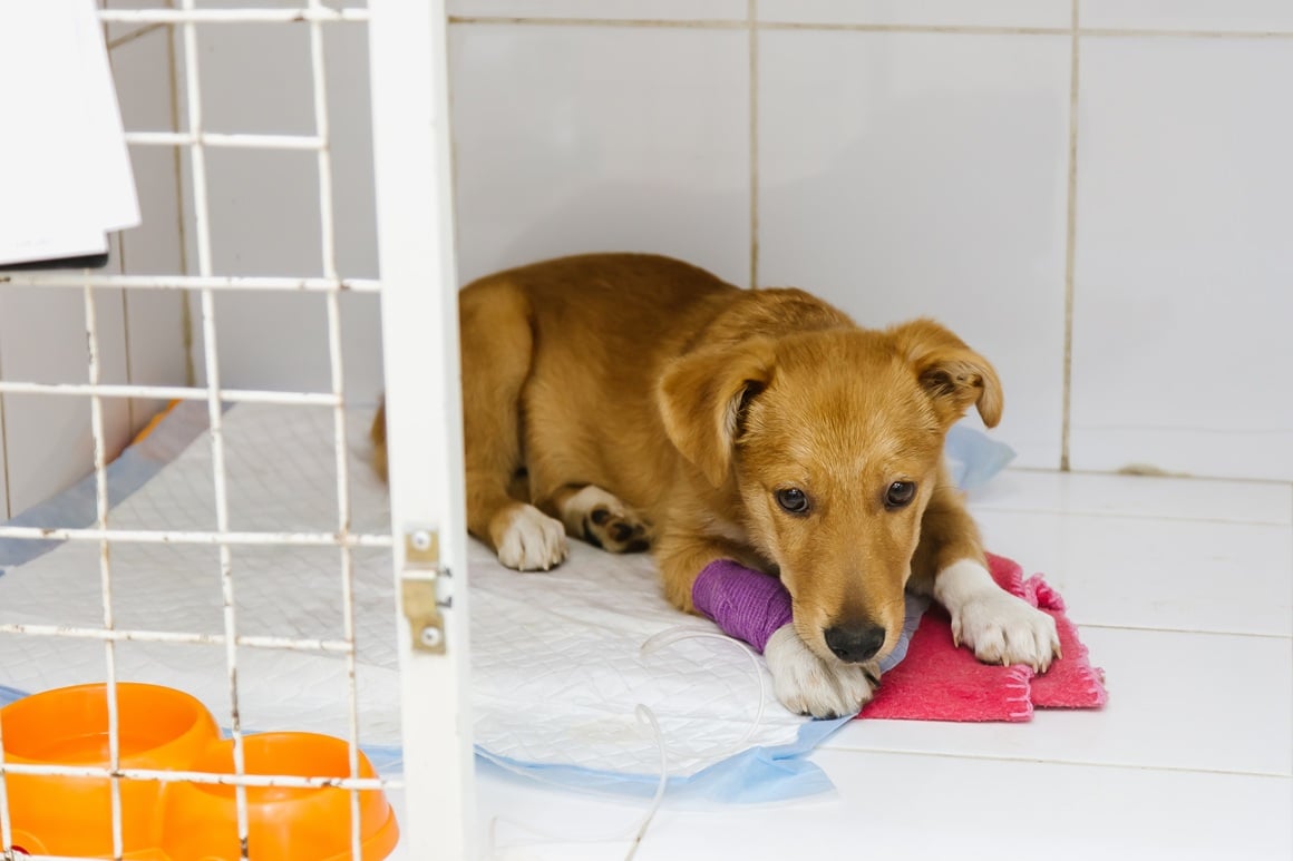 Piroplazmoza kod pasa - liječenje