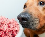 Sirova hrana za pse postala je iznimno popularna - bilo da se radi o sušenim sirovim granulama ili svježem mesu iz trgovine