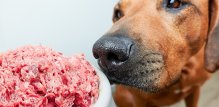 Sirova hrana za pse postala je iznimno popularna - bilo da se radi o sušenim sirovim granulama ili svježem mesu iz trgovine