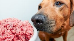 Sirova hrana za pse postala je iznimno popularna - bilo da se radi o sušenim sirovim granulama ili svježem mesu iz trgovine