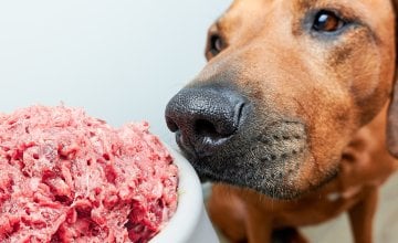 Sirova hrana za pse postala je iznimno popularna - bilo da se radi o sušenim sirovim granulama ili svježem mesu iz trgovine