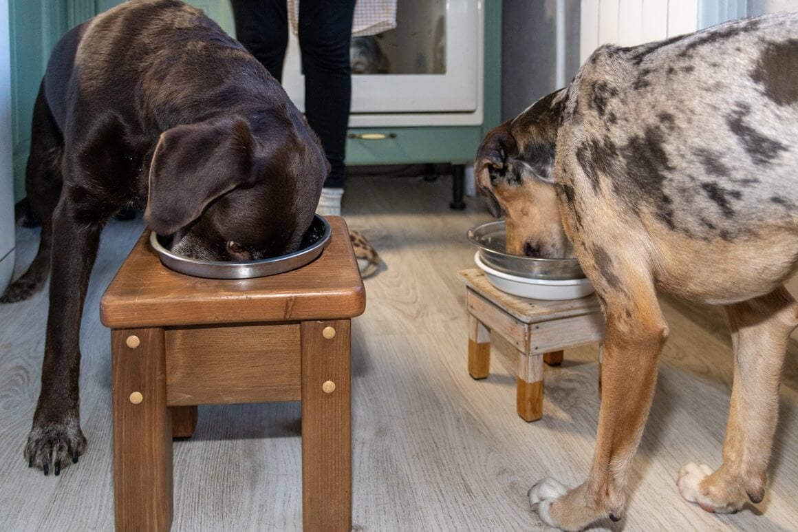 Štenci, odrasli psi i stariji psi imaju različite potrebe