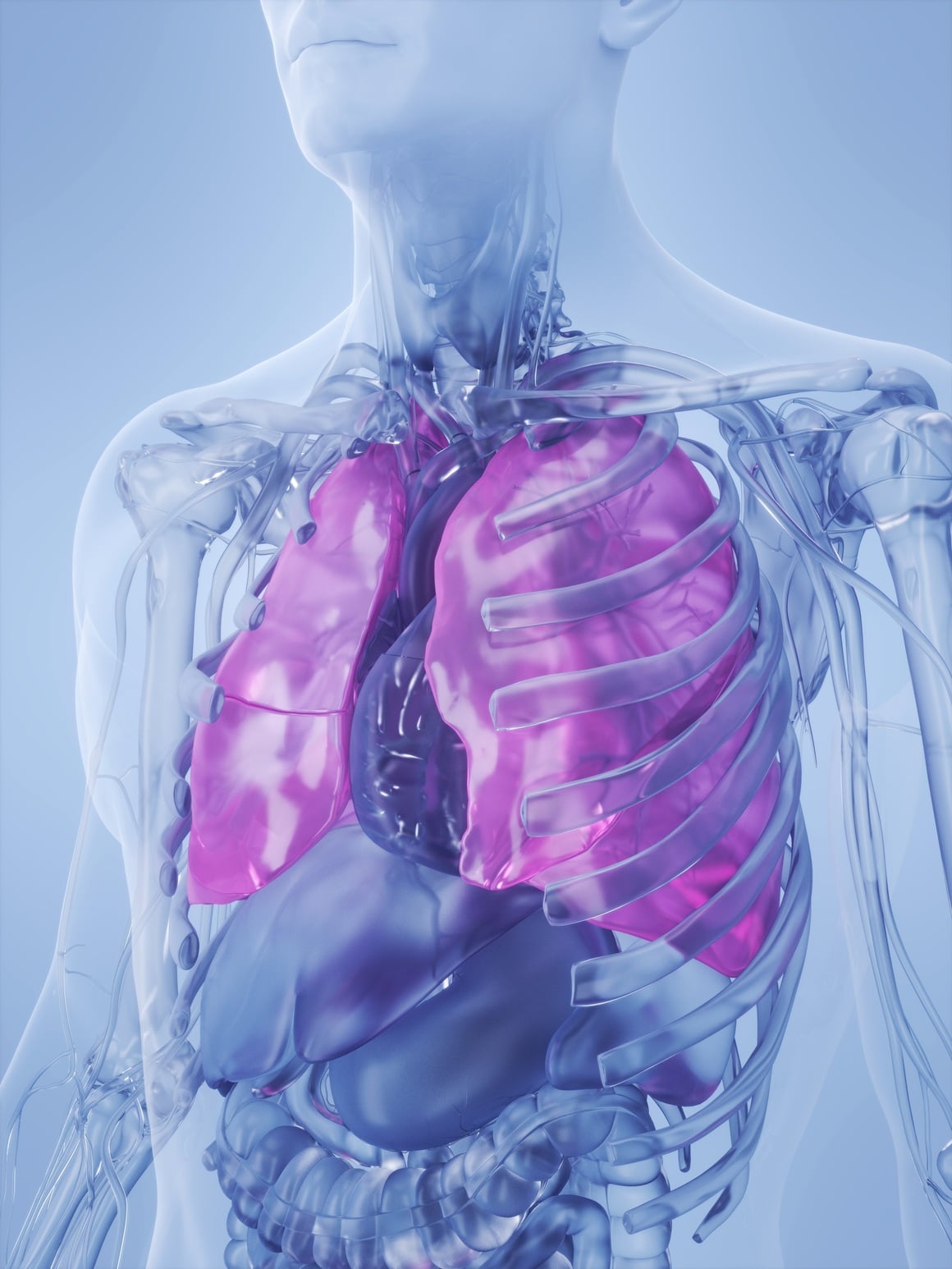 gdje se nalaze pluća kod čovjeka