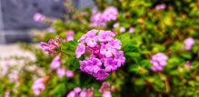 lantana cvijet - slike
