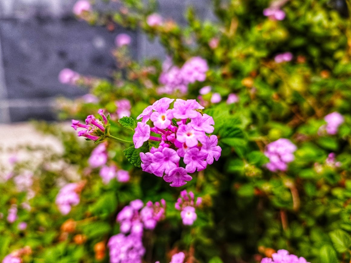 lantana cvijet - slike