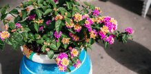 lantana cvijet - uzgoj