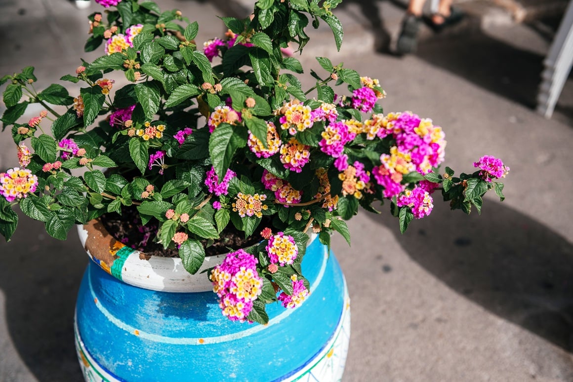 lantana cvijet - uzgoj