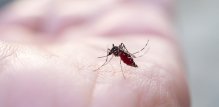 malarija u Hrvatskoj je iskorijenjena još sredinom 20. stoljeća