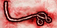 Bundibugyo virus