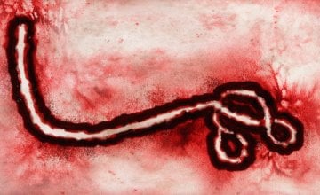 Bundibugyo virus