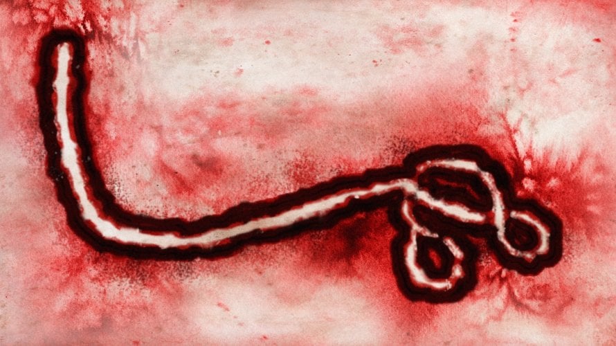 Bundibugyo virus