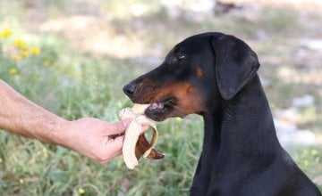 borovnice, banane, jabuke bez koštica i dinja uglavnom su siguran izbor za pse