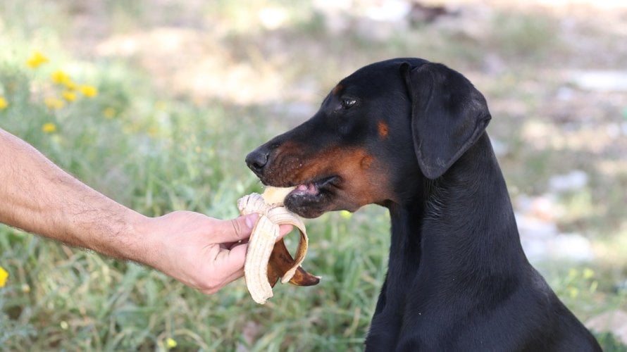 borovnice, banane, jabuke bez koštica i dinja uglavnom su siguran izbor za pse