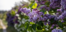 grm jorgovana (Syringa vulgaris)