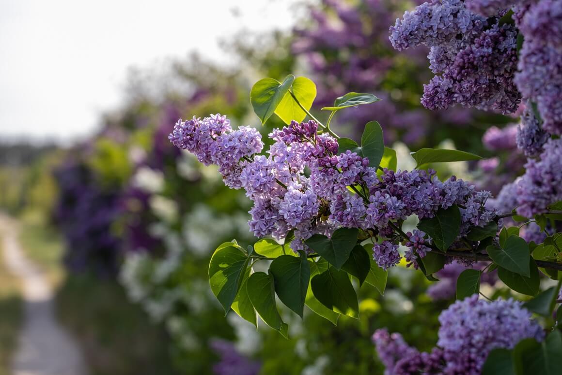 grm jorgovana (Syringa vulgaris)