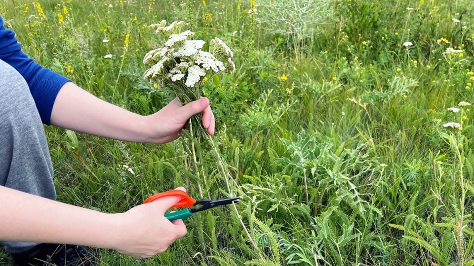 stolisnik je pravi spasitelj kada je u pitanju ženski reproduktivni sustav