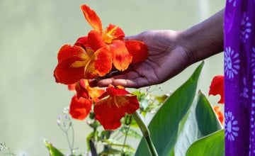 Kana cvijet