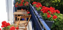 Cvijeće za balkon na zapadnoj strani