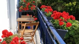 Cvijeće za balkon na zapadnoj strani
