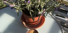 cvijeće za zapadni balkon